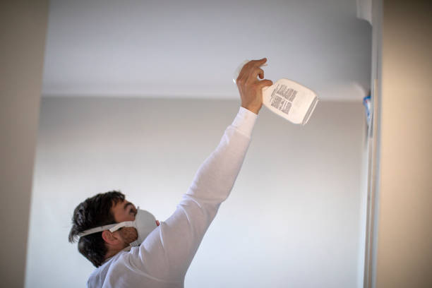 Mold Removal Process in Escatawpa, MS