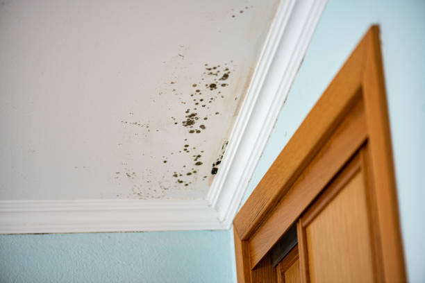 Mold Testing and Removal in Escatawpa, MS