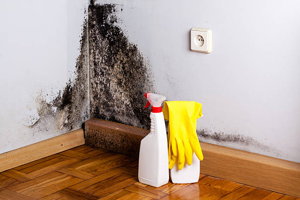 Best Professional Mold Removal  in Escatawpa, MS